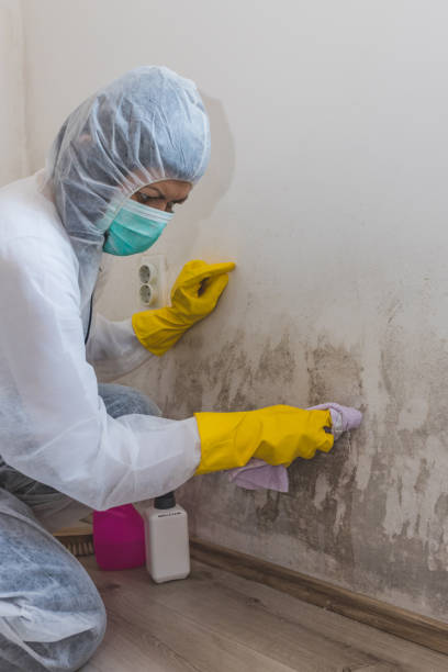 Dwight, IL Mold Removal Company