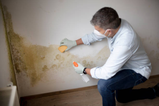 Best Mold Prevention Services  in Dwight, IL