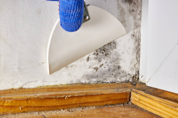 Best Indoor Air Quality Assessment  in Dwight, IL