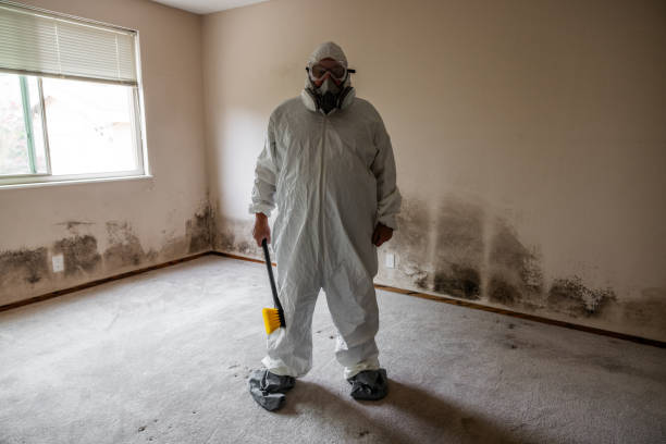 Best Mold Damage Restoration  in Dwight, IL